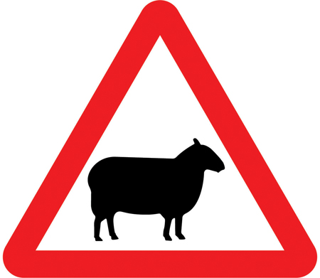 Sheep likely to be in road ahead sign